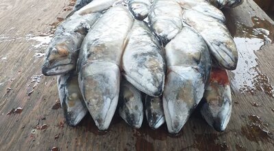Большой Камень Приморский Край Магазины Большой Камень Приморский Край Магазины