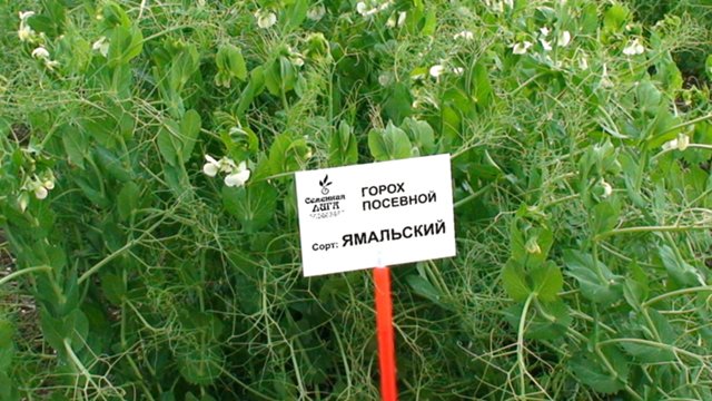 Купить Горох Посевной Оптом