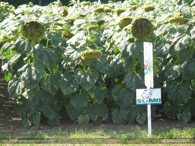 Купить Семена Подсолнечника Пионер
